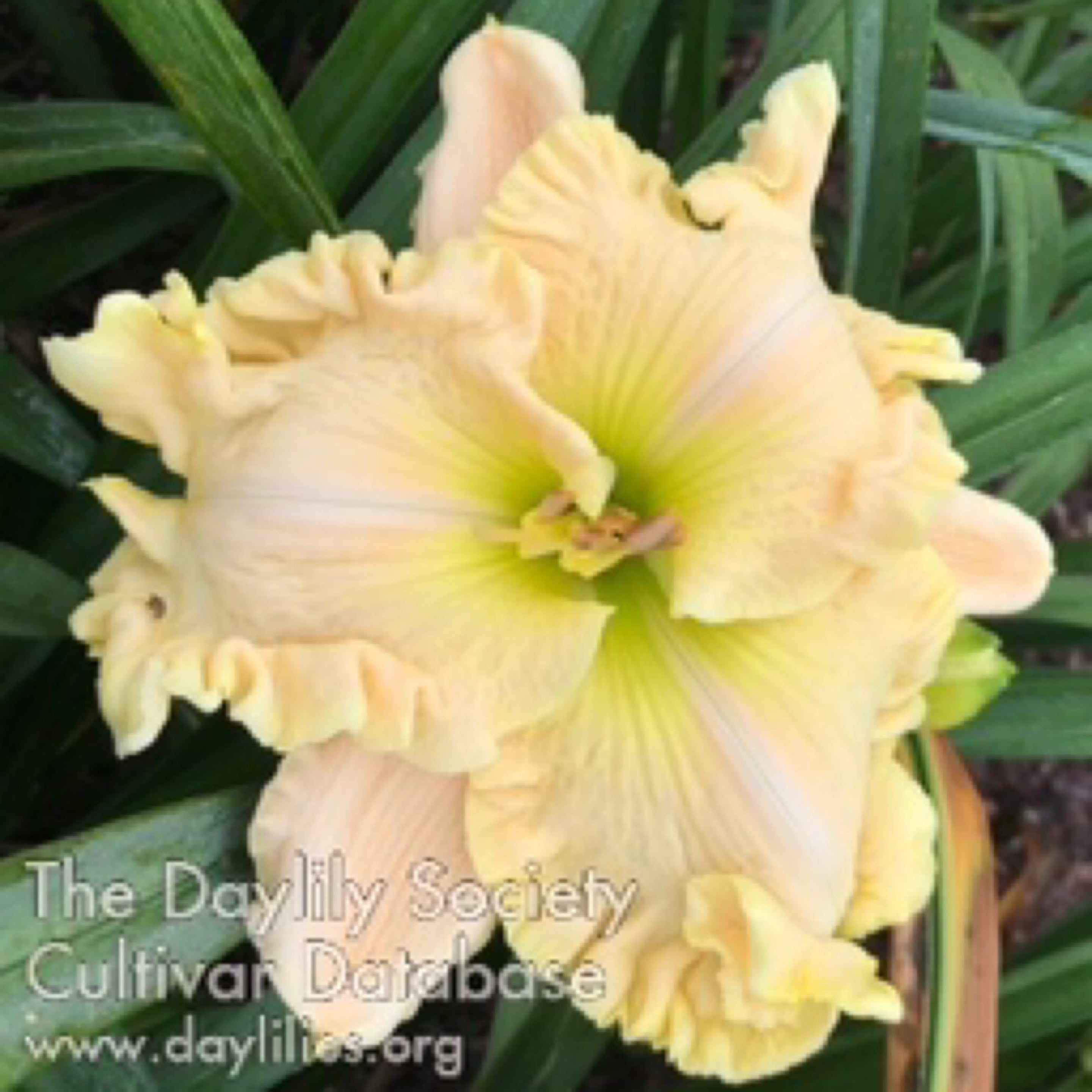 Ruffled Showcase | Eezie’s Daylily Farm –Daylilies Are What We Do